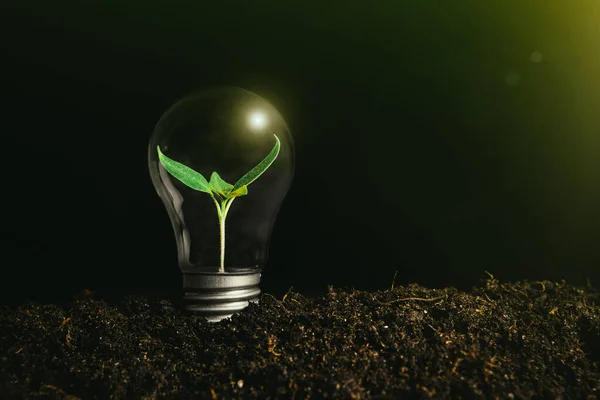Concept Afbeelding Van Een Lamp Grond Met Een Plant Erin — Stockfoto