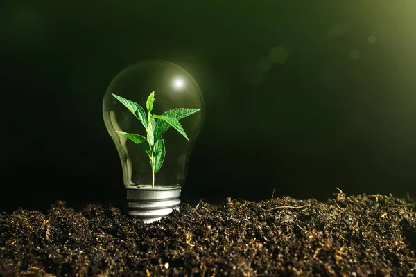 Imagen Conceptual Una Bombilla Suelo Con Una Planta Dentro —  Fotos de Stock