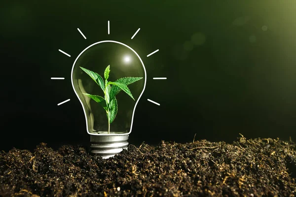 Konzeptbild Einer Glühbirne Auf Dem Boden Mit Einer Pflanze Inneren — Stockfoto