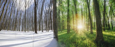 Ormanda kıştan yaza geçiş mevsimi