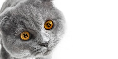 Beyaz arka planda güzel gözlü gri kedi bitcoin 'leri