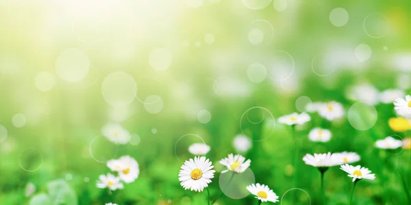 Alberi Forestali Primaverili Panoramici Natura Verde Legno Luce Del Sole — Foto Stock