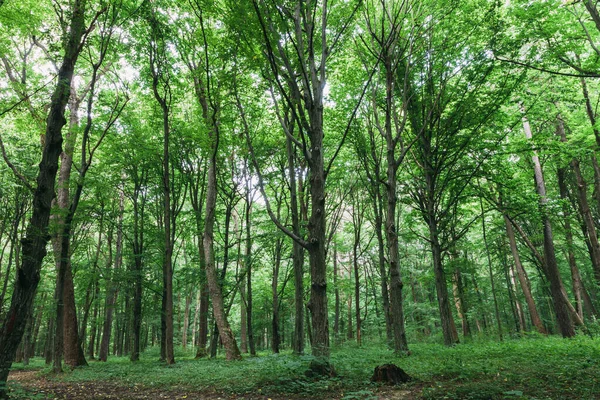 Panorama Våren Skog Träd Natur Grönt Trä Solljus Bakgrunder — Stockfoto