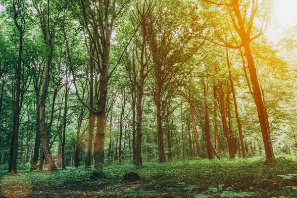 Arbres Forestiers Printemps Nature Vert Bois Lumière Soleil Milieux — Photo