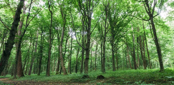 Wiosenne Drzewa Leśne Natura Zielone Drewno Sunlight Tła — Zdjęcie stockowe