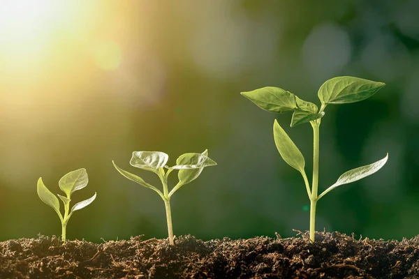 Groene Zaailingen Groeien Grond Regen — Stockfoto