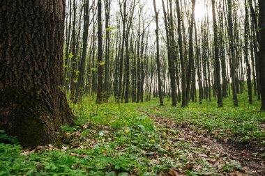 Panorama bahar orman ağaçları. doğa yeşil ahşap güneş ışığı arka planı.