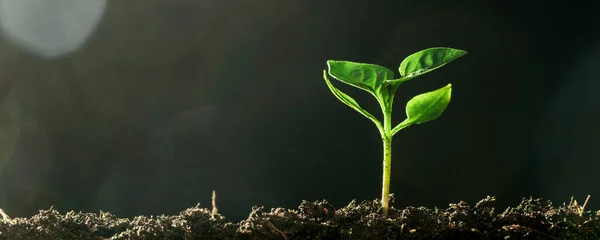 Green seedling growing on the ground in the rain