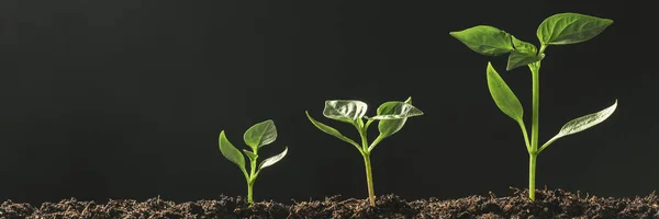 Green Seedling Growing Ground Rain — Stock Photo, Image