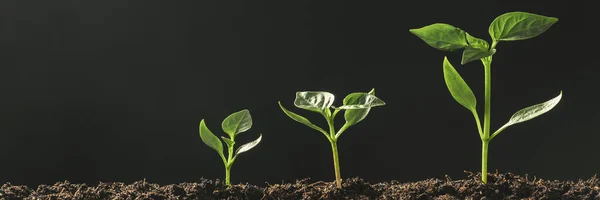 Groene Zaailingen Groeien Grond Regen — Stockfoto