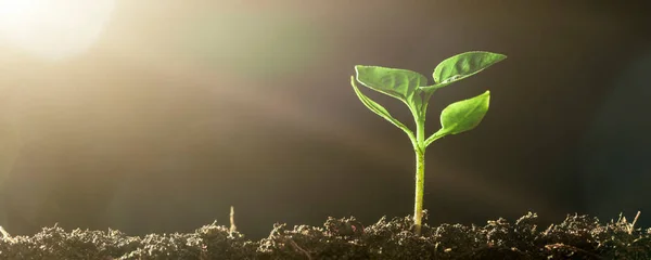 Groene Zaailingen Groeien Grond Regen — Stockfoto