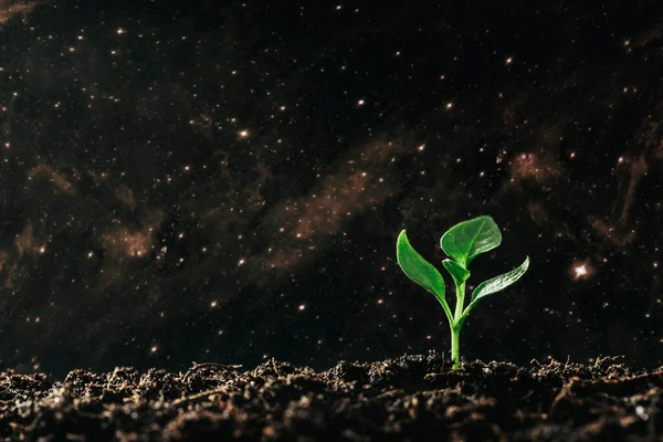 Green seedling growing on the ground in the rain