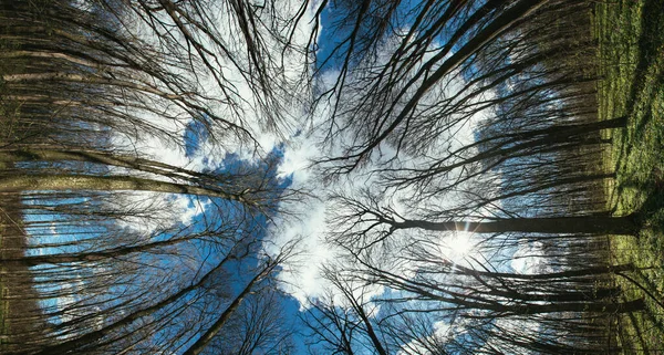 Árvores Floresta Primavera Panorama Natureza Verde Madeira Fundos Luz Solar — Fotografia de Stock