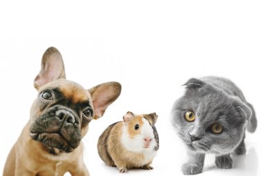 Beyaz arka planda güzel gözleri olan gri kedi ve köpek.