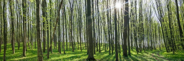 Panorama Jarní Lesní Stromy Příroda Zelené Dřevo Slunce Pozadí — Stock fotografie