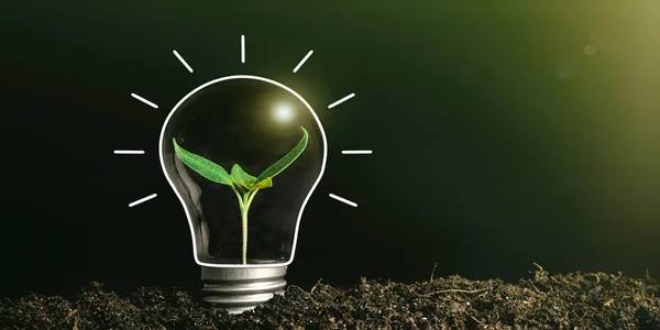 Concept Image Light Bulb Ground Plant — Stock Photo, Image