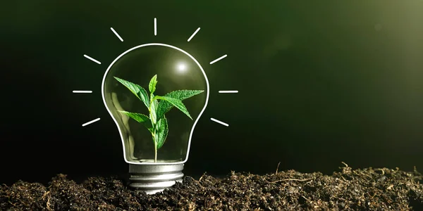 Concept Image Light Bulb Ground Plant — Stock Photo, Image