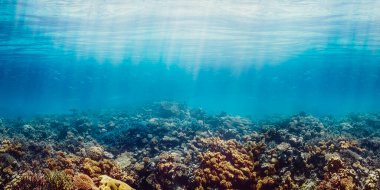 Kızıl denizdeki sualtı mercan resifi