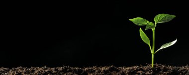 Yağmurda yerde yetişen yeşil fide 