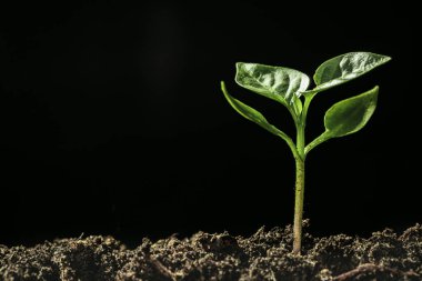 Yağmurda yerde yetişen yeşil fide 