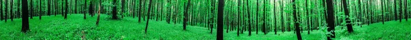 Árboles Bosque Primavera Panorama Naturaleza Madera Verde Luz Del Sol — Foto de Stock