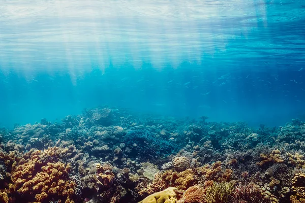 Kızıl Denizdeki Sualtı Mercan Resifi — Stok fotoğraf
