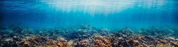 Подводный Коралловый Риф Красном Море — стоковое фото