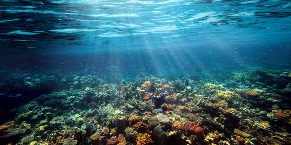 Underwater Coral Reef Red Sea — Stock Photo, Image