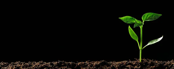 雨の中で地面に成長する緑の苗 — ストック写真