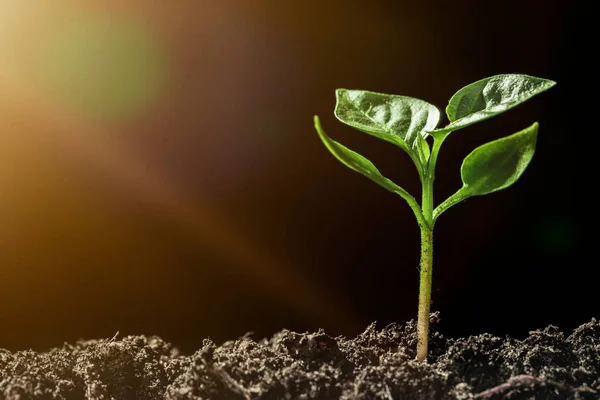 Groene Zaailingen Groeien Grond Regen — Stockfoto