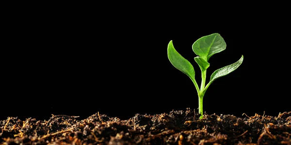 Green Seedling Growing Ground Rain — Stock Photo, Image