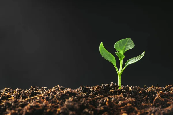 Groene Zaailingen Groeien Grond Regen — Stockfoto