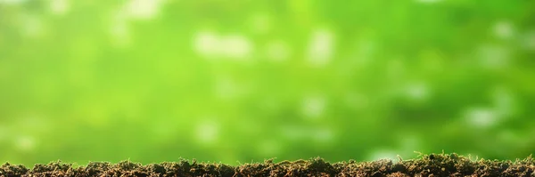 雨の中で地面に成長する緑の苗 — ストック写真