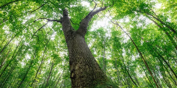 Jesienne Drzewa Leśne Natura Zielone Drewno Sunlight Tła — Zdjęcie stockowe