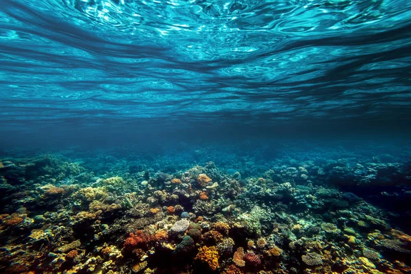 Υποβρύχια Κοραλλιογενή Ύφαλο Στην Κόκκινη Θάλασσα — Φωτογραφία Αρχείου