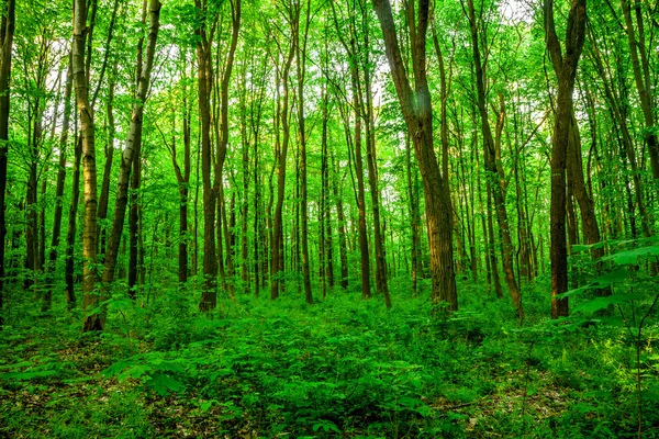 Forest trees. — Stock Photo, Image