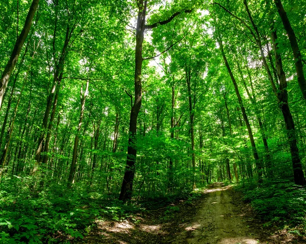 Waldbäume — Stockfoto