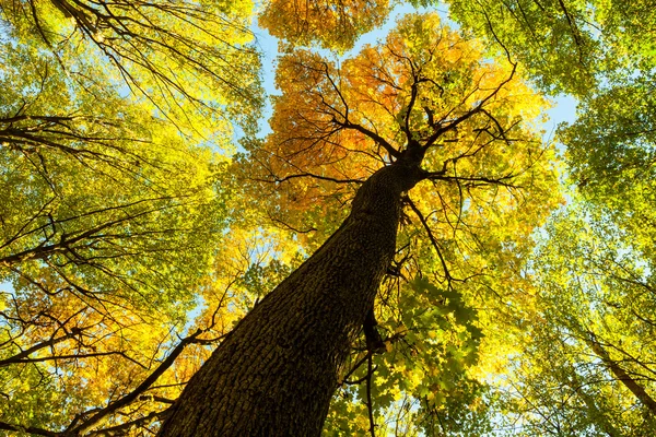 Alberi forestali autunnali . — Foto Stock