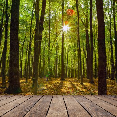 sonbahar Orman ağaçları.