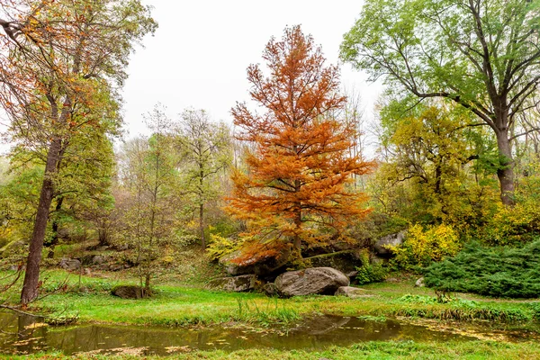 Bosque de parque y arroyo de montaña —  Fotos de Stock