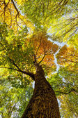 Картина, постер, плакат, фотообои "autumn forest trees.", артикул 54874281
