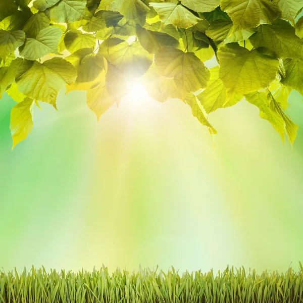 Spring green field grass with sunlight and leaves — Stock Photo, Image