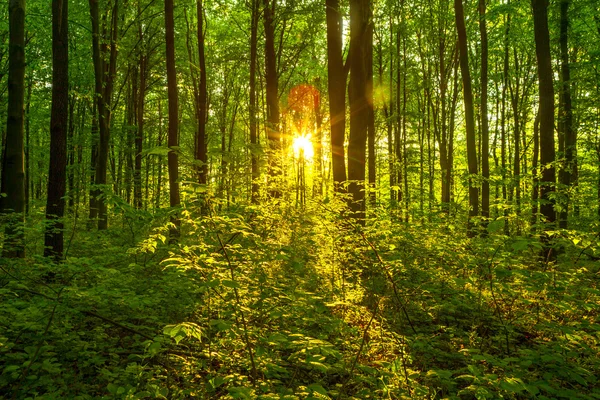 Waldbäume. — Stockfoto