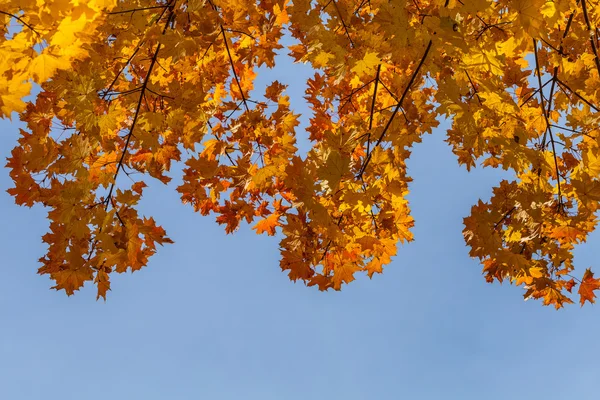 Autumn forest trees — Stock Photo, Image