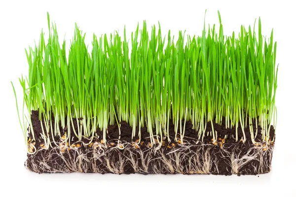 Wheat grass sprouts — Stock Photo, Image
