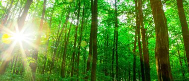 Güzel Orman ağaçları.