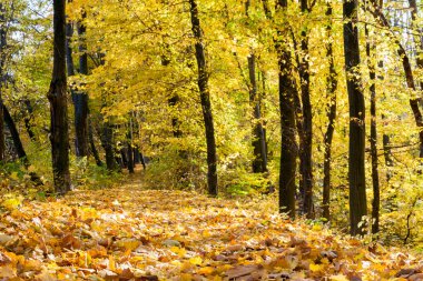 sonbahar Orman ağaçları