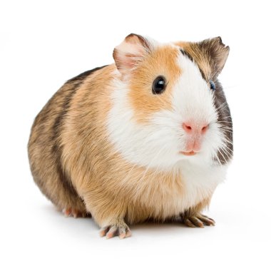 kahverengi eskiden şiling şimdi domuz