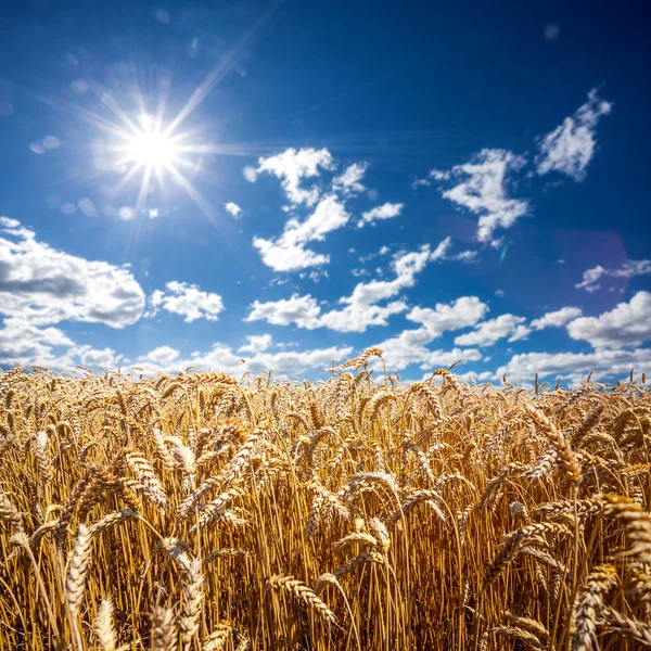 Campo di erba — Foto Stock