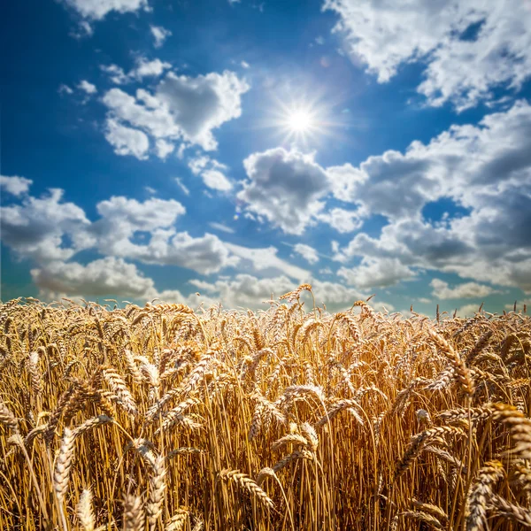 Campo di erba — Foto Stock